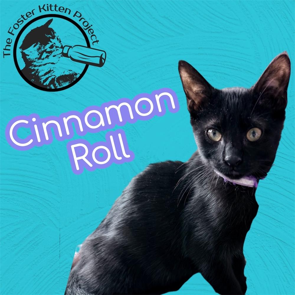 Cinnamon Roll, Adoptable, Kitten Female Domestic Short Hair.