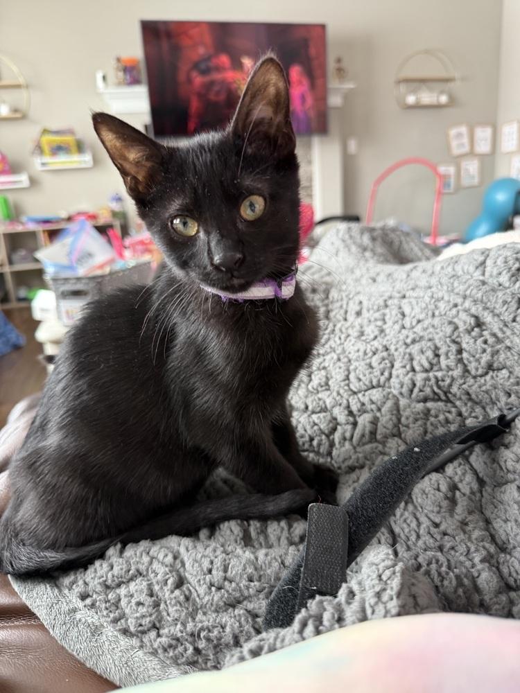 Enlarge Cinnamon Roll, a Adoptable mixed breed in Bellevue, NE image 2/4