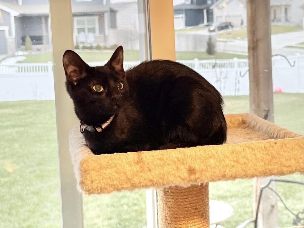 Enlarge Cinnamon Roll, a Adoptable mixed breed in Bellevue, NE image 3/4