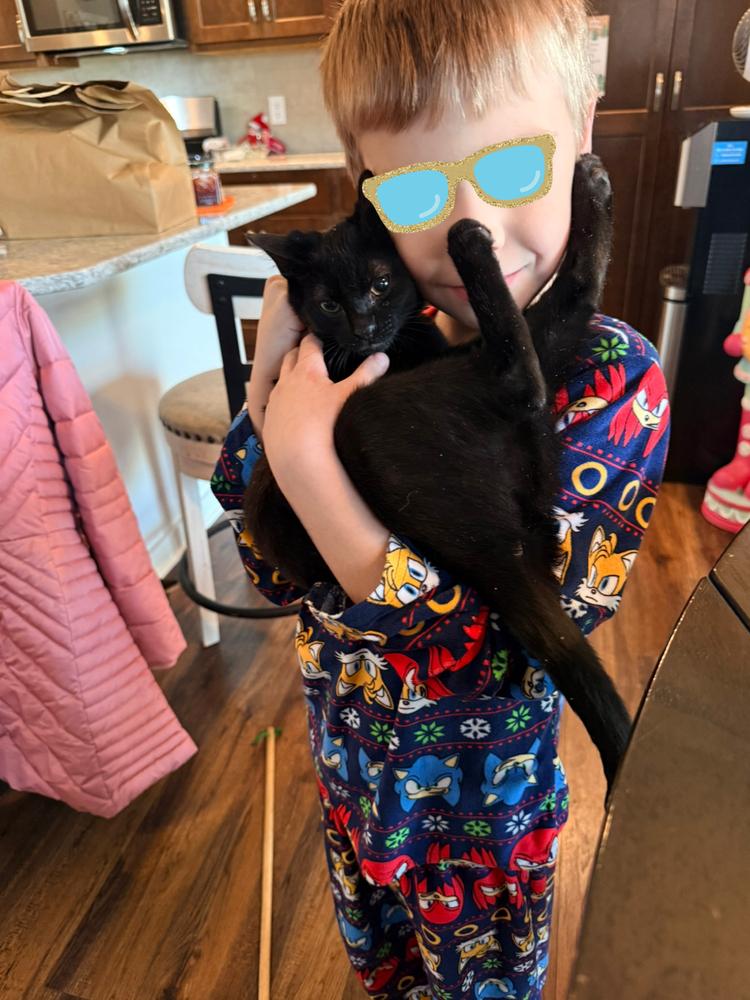 Enlarge Cinnamon Roll, a Adoptable mixed breed in Bellevue, NE image 4/4