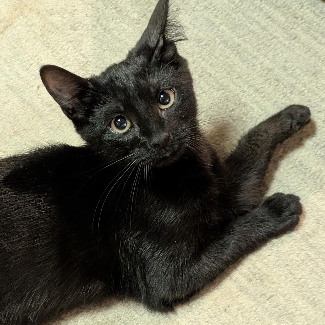 Enlarge Evie, a Adoptable mixed breed in New york, NY image 5/5
