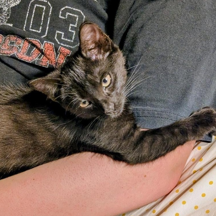 Enlarge Evie, a Adoptable mixed breed in New york, NY image 4/5