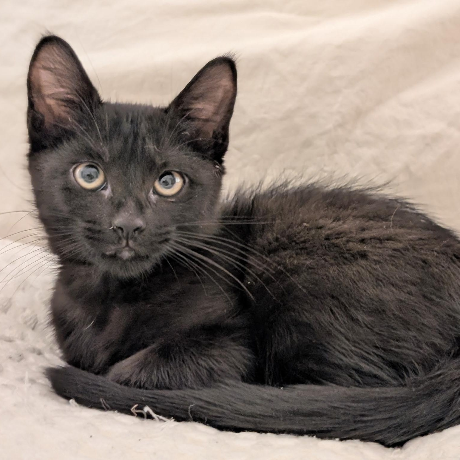 Enlarge Evie, a Adoptable mixed breed in New york, NY image 2/5