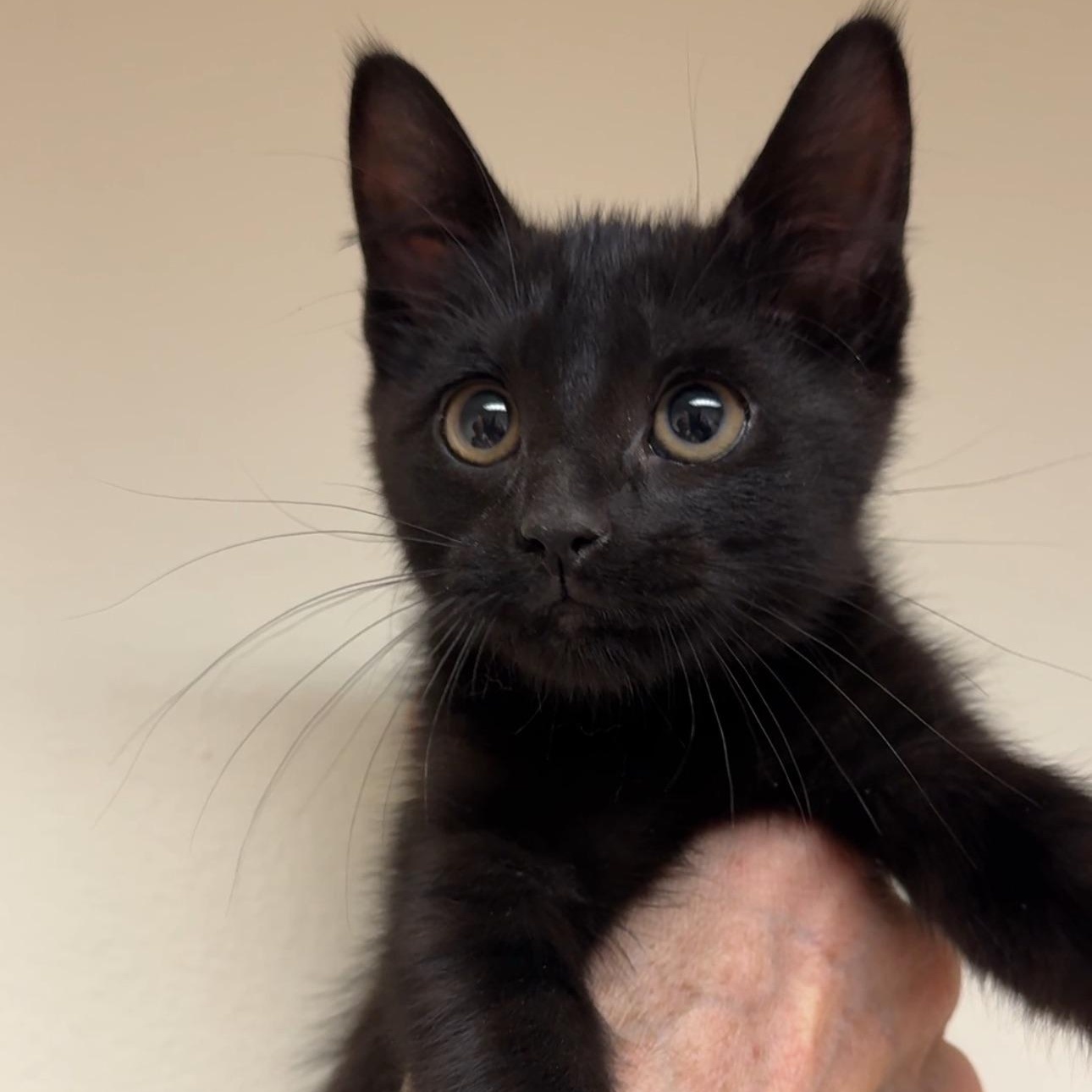 Enlarge Evie, a Adoptable mixed breed in New york, NY image 3/5
