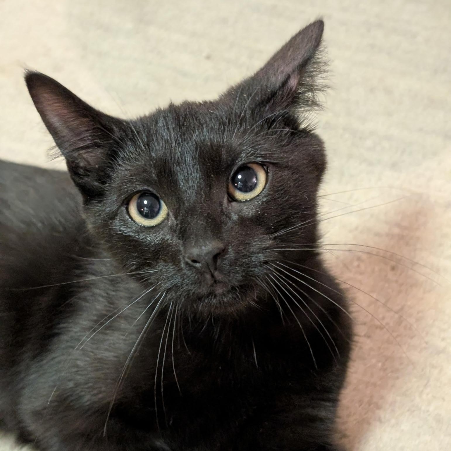 Evie, Adoptable, Kitten Female Domestic Short Hair.