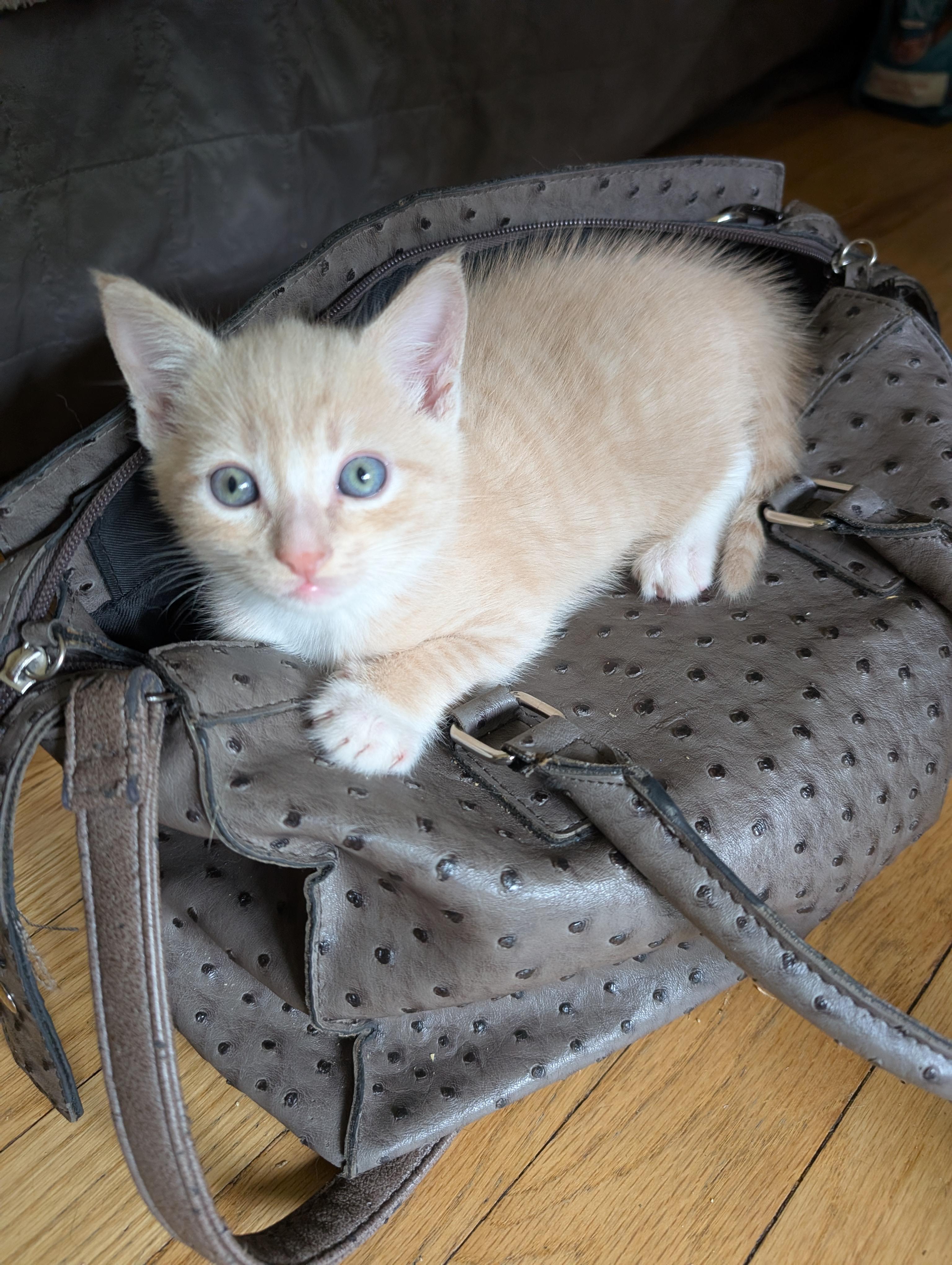 Sandy, adopted, Kitten Male Domestic Short Hair.