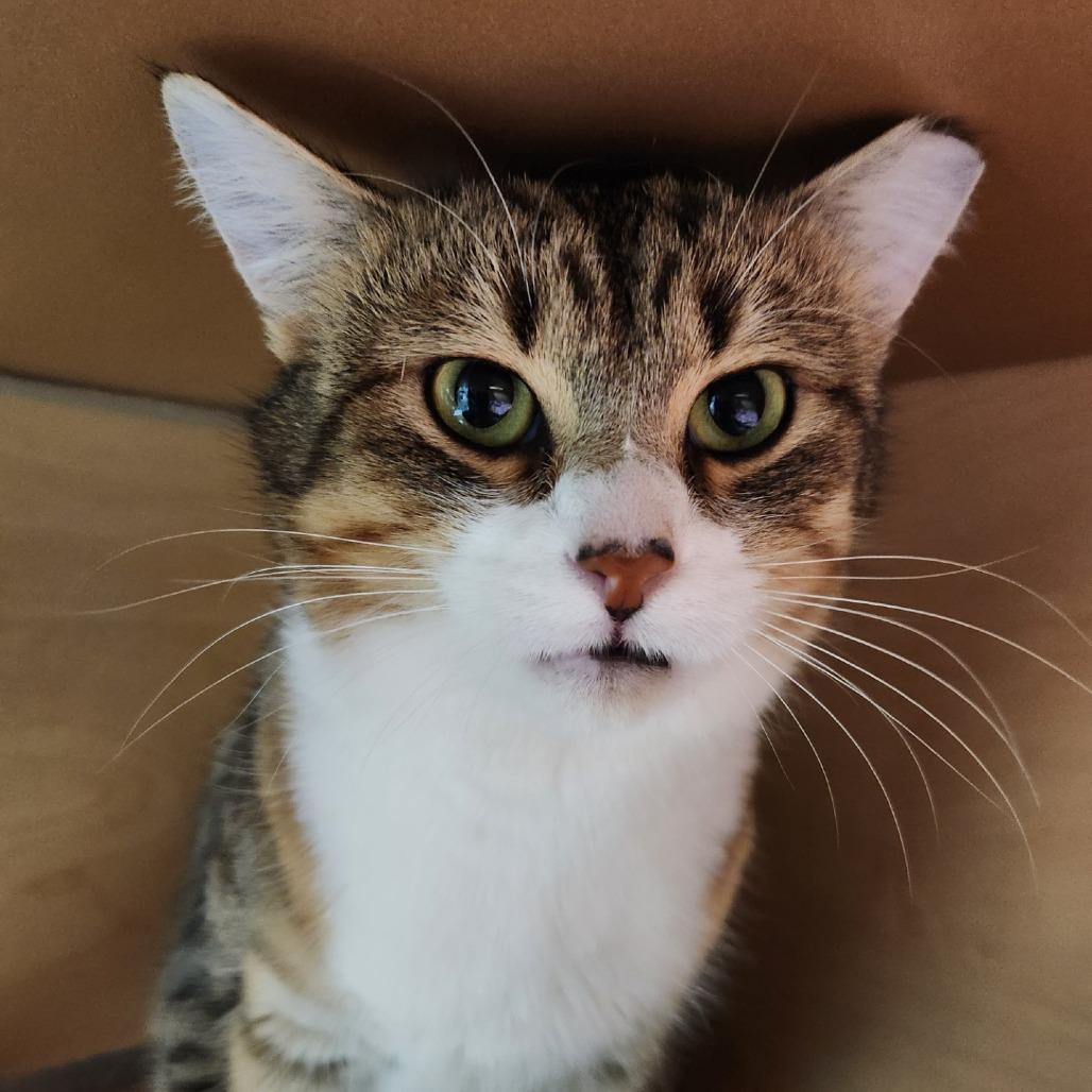 Hathaway, Adoptable, Young Male Domestic Short Hair.