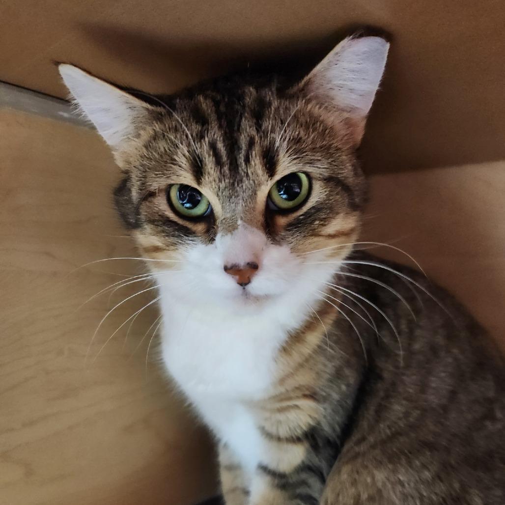 Enlarge Hathaway, a Adoptable Domestic Short Hair in Brookfield, WI image 2/3