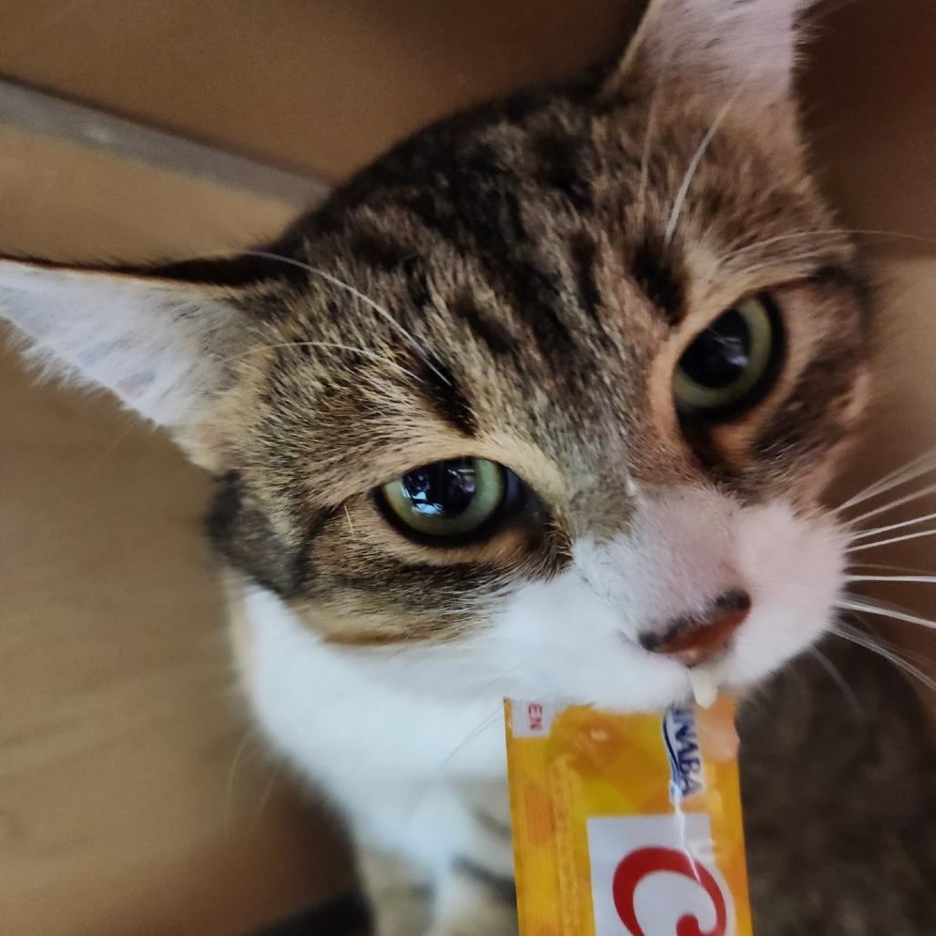 Enlarge Hathaway, a Adoptable Domestic Short Hair in Brookfield, WI image 3/3