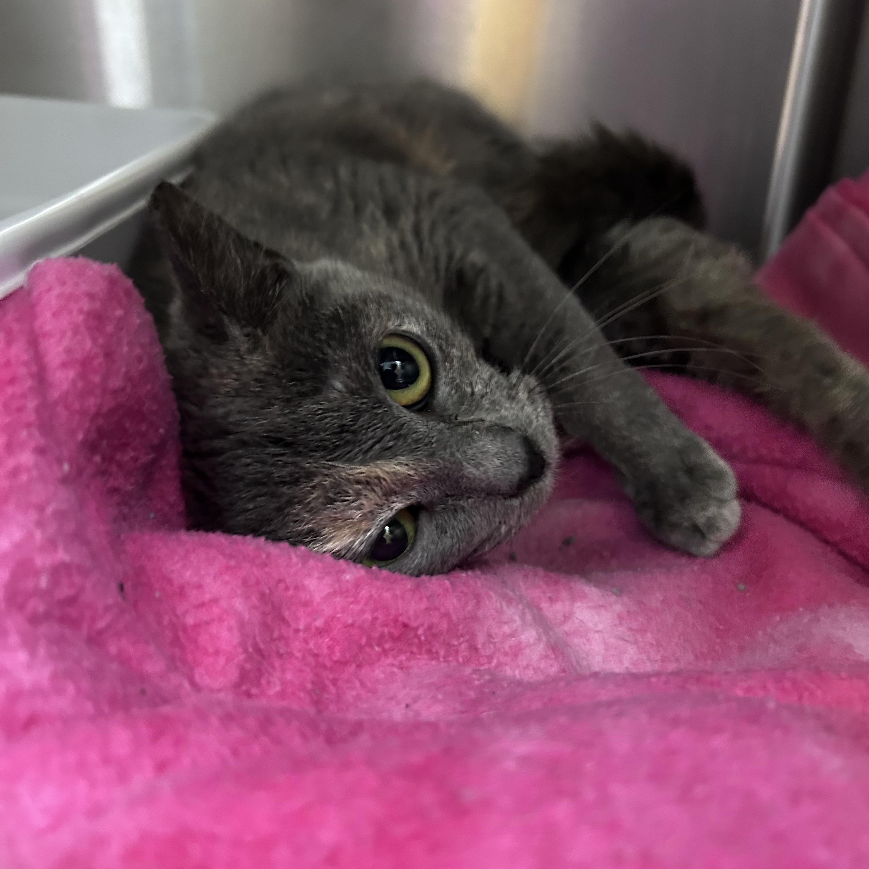 Enlarge Starburst , an adopted mixed breed in Greensboro, NC image 2/3