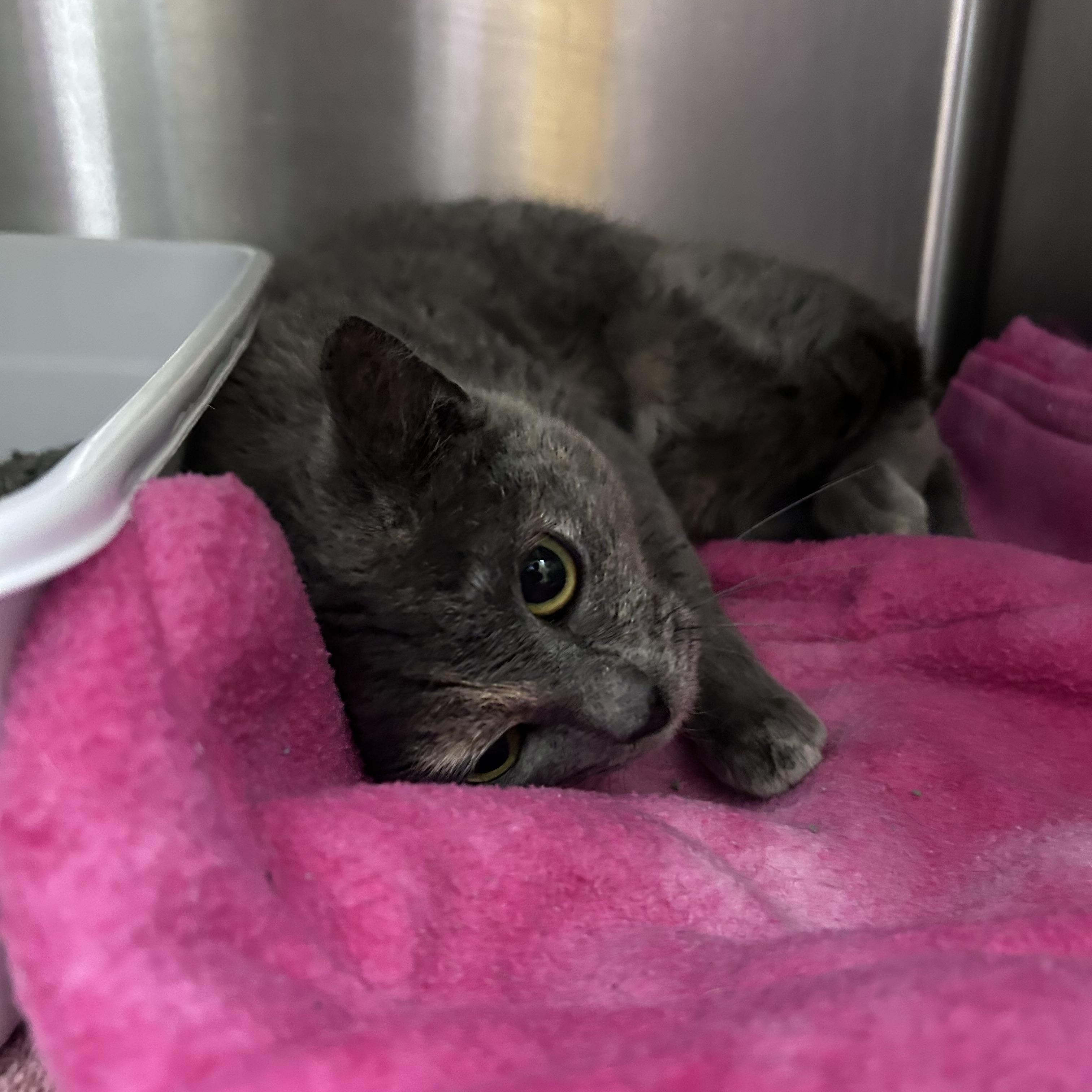 Enlarge Starburst , an adopted mixed breed in Greensboro, NC image 3/3