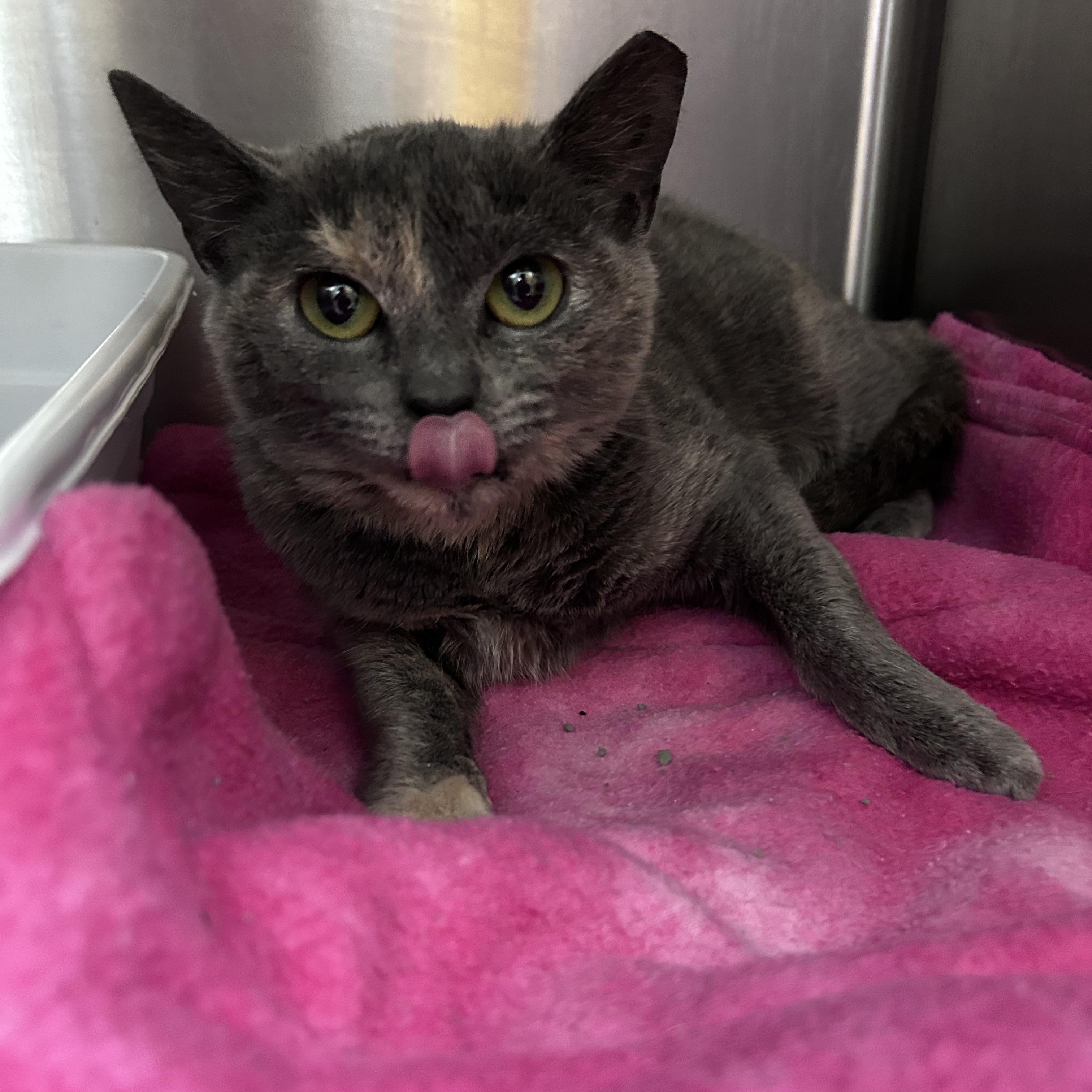 Enlarge Starburst , an adopted mixed breed in Greensboro, NC image 1/3