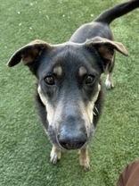 Enlarge Lizzy, a ADOPTABLE mixed breed in Denton, TX image 3/5