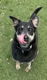 Lizzy, ADOPTABLE, Senior Female Shepherd.