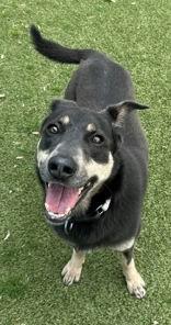 Enlarge Lizzy, a ADOPTABLE mixed breed in Denton, TX image 4/5