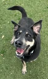 Enlarge Lizzy, a ADOPTABLE mixed breed in Denton, TX image 2/5