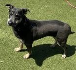 Enlarge Lizzy, a ADOPTABLE mixed breed in Denton, TX image 5/5