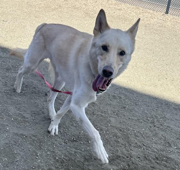 Echo, Adoptable, Adult Male German Shepherd Dog & Siberian Husky.