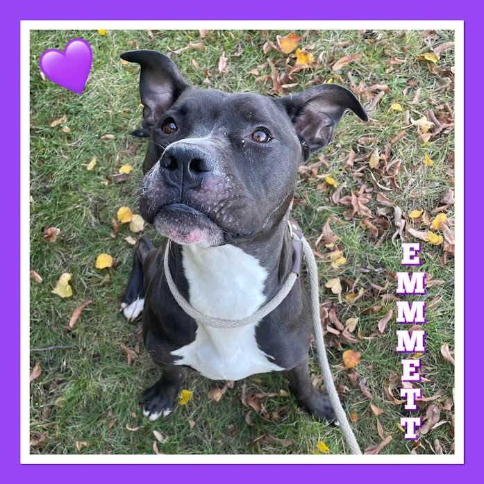 Dog for adoption Emmett, a Pit Bull Terrier & Staffordshire Bull Terrier Mix in Mokena, IL
