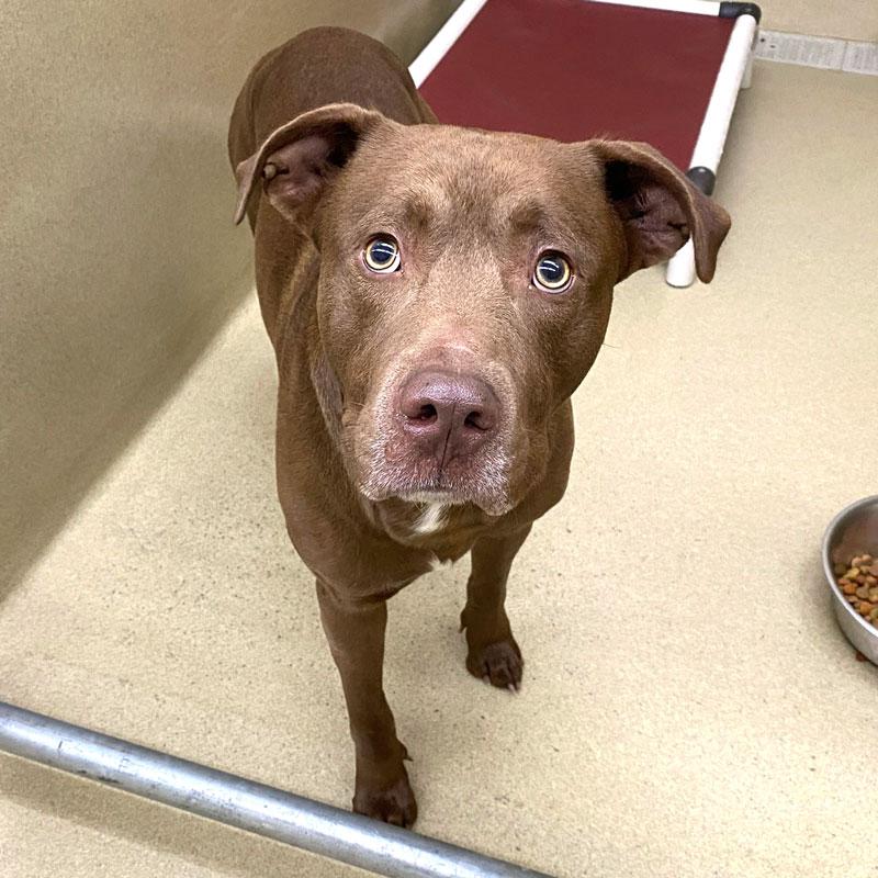 Enlarge Zane #21639, a ADOPTABLE Pit Bull Terrier in Monroe, GA image 2/2