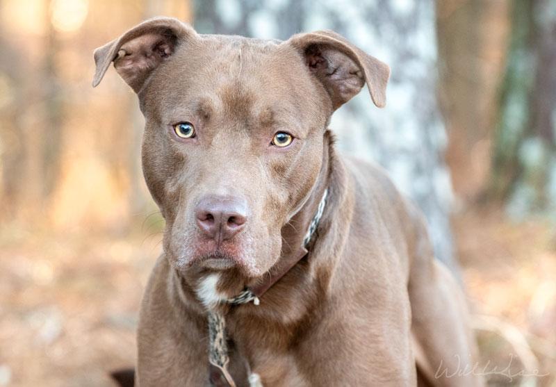 Enlarge Zane #21639, a ADOPTABLE Pit Bull Terrier in Monroe, GA image 1/2
