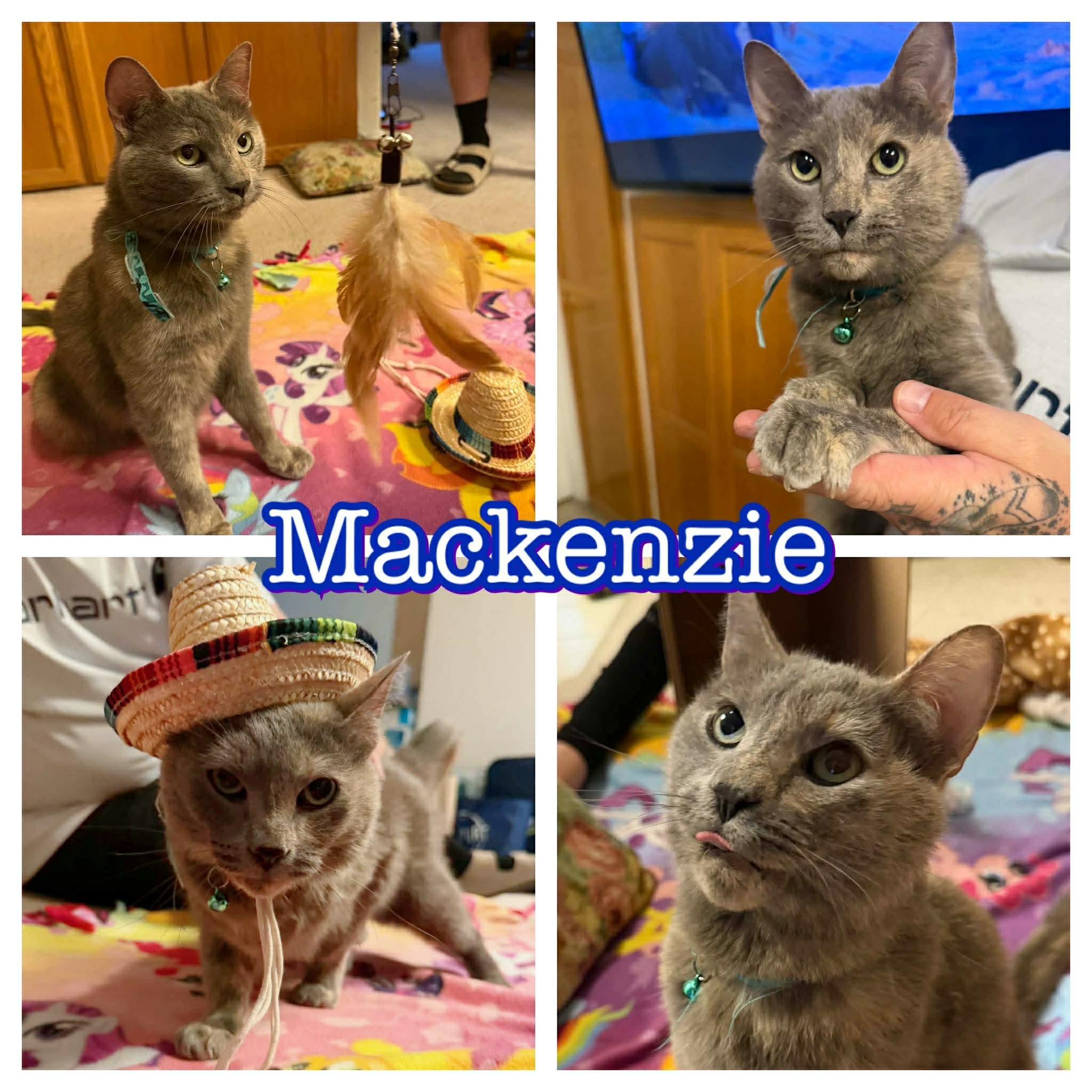 Mackenzie, ADOPTABLE, Adult Female Domestic Short Hair.