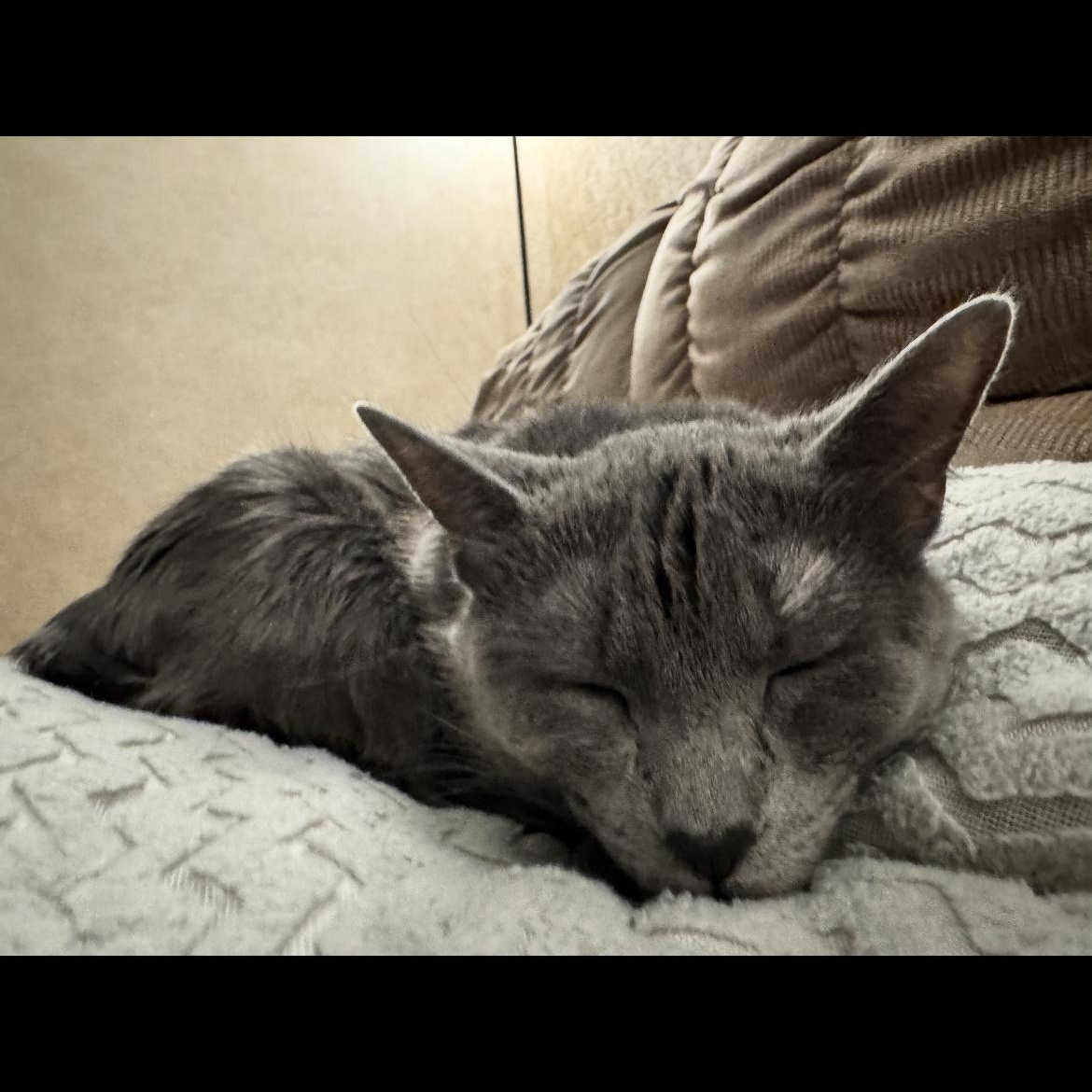 Enlarge Jersey, a ADOPTABLE mixed breed in Omaha, NE image 3/3