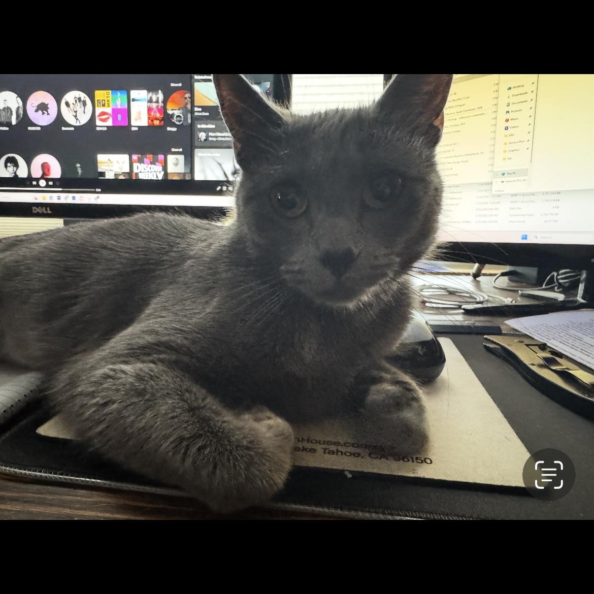 Jersey, ADOPTABLE, Young Female Domestic Short Hair.