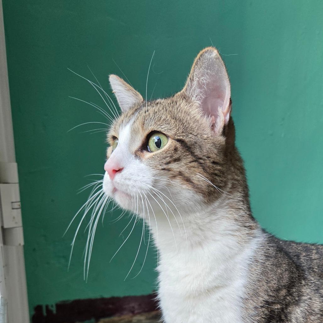 Enlarge Casper, a Adoptable Domestic Short Hair in San Diego, CA image 2/5