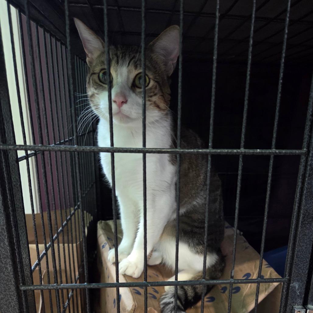 Enlarge Casper, a Adoptable Domestic Short Hair in San Diego, CA image 3/5