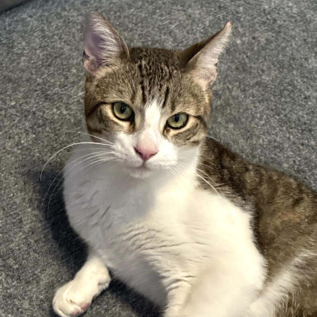 Enlarge Casper, a Adoptable Domestic Short Hair in San Diego, CA image 1/5