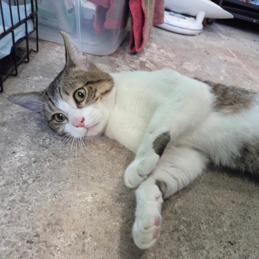 Enlarge Casper, a Adoptable Domestic Short Hair in San Diego, CA image 4/5