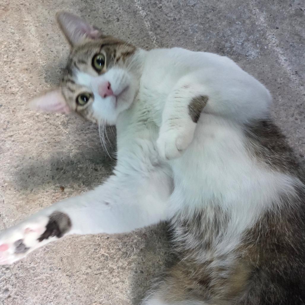 Enlarge Casper, a Adoptable Domestic Short Hair in San Diego, CA image 5/5