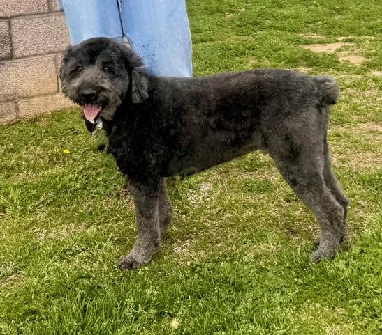 Enlarge Joey Bear, a ADOPTABLE mixed breed in Columbia, SC image 3/3