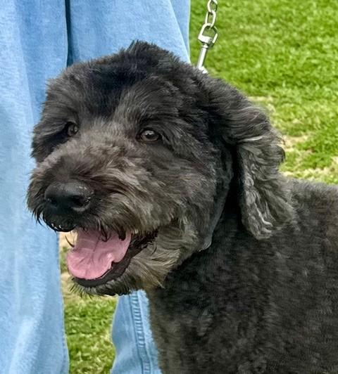 Enlarge Joey Bear, a ADOPTABLE mixed breed in Columbia, SC image 2/3