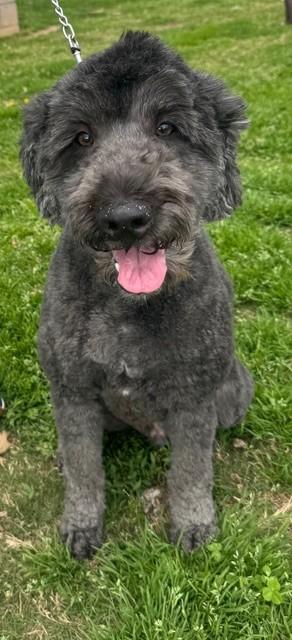 Enlarge Joey Bear, a ADOPTABLE mixed breed in Columbia, SC image 1/3