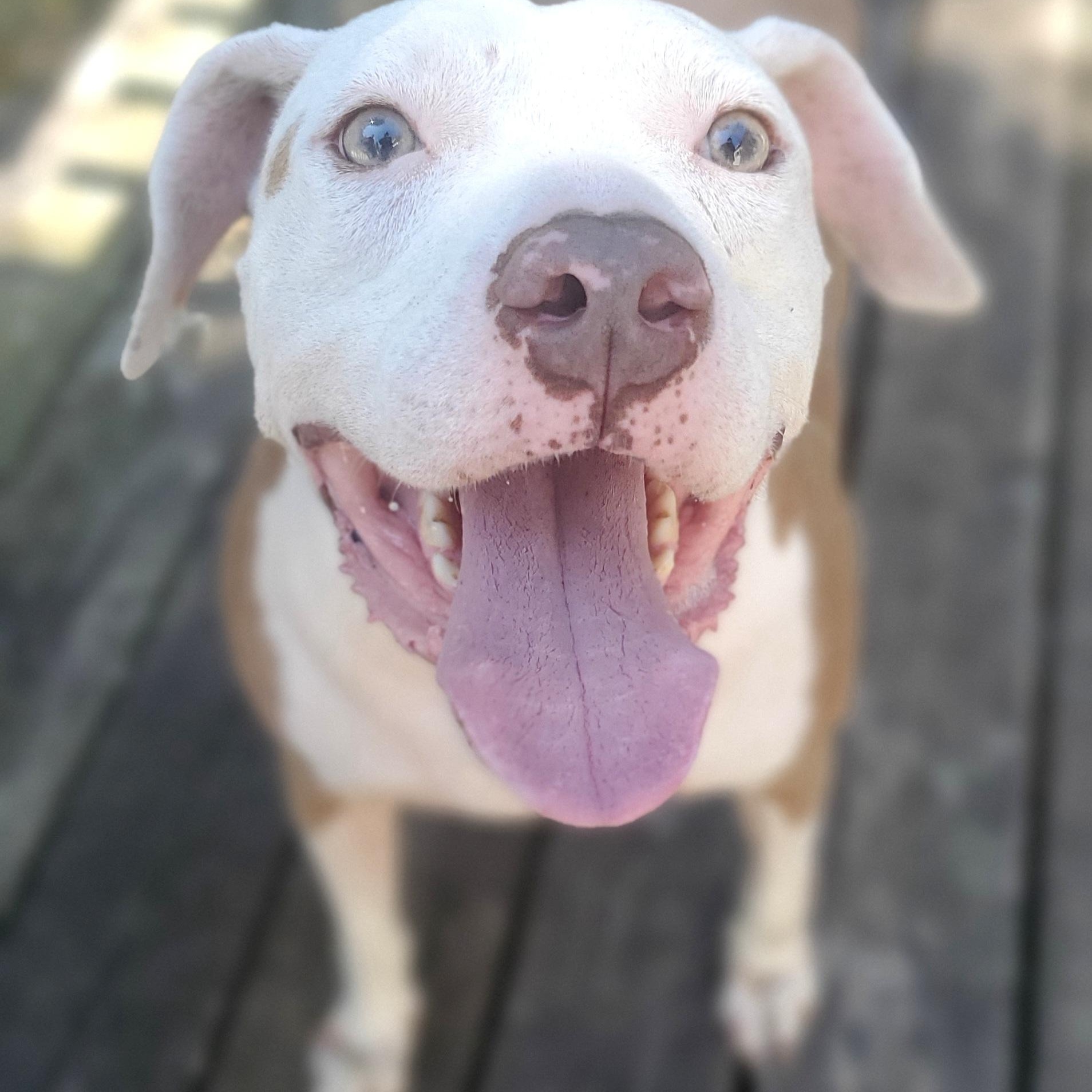Marley, Adoptable, Adult Male Pit Bull Terrier.