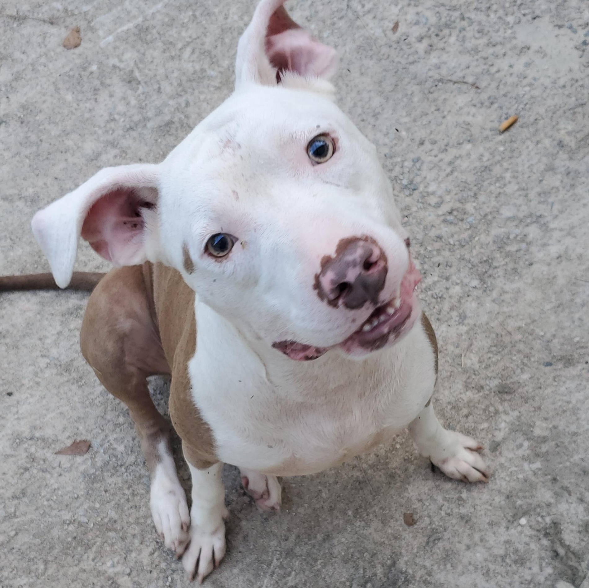 Marley, a Adoptable Pit Bull Terrier in Atlanta , GA image 3/6