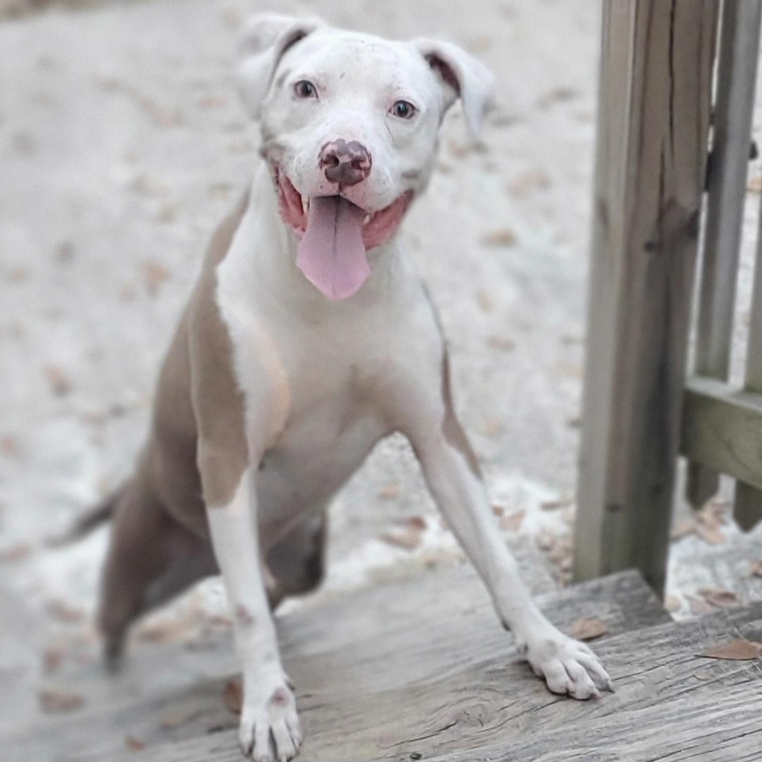 Marley, a Adoptable Pit Bull Terrier in Atlanta , GA image 2/6