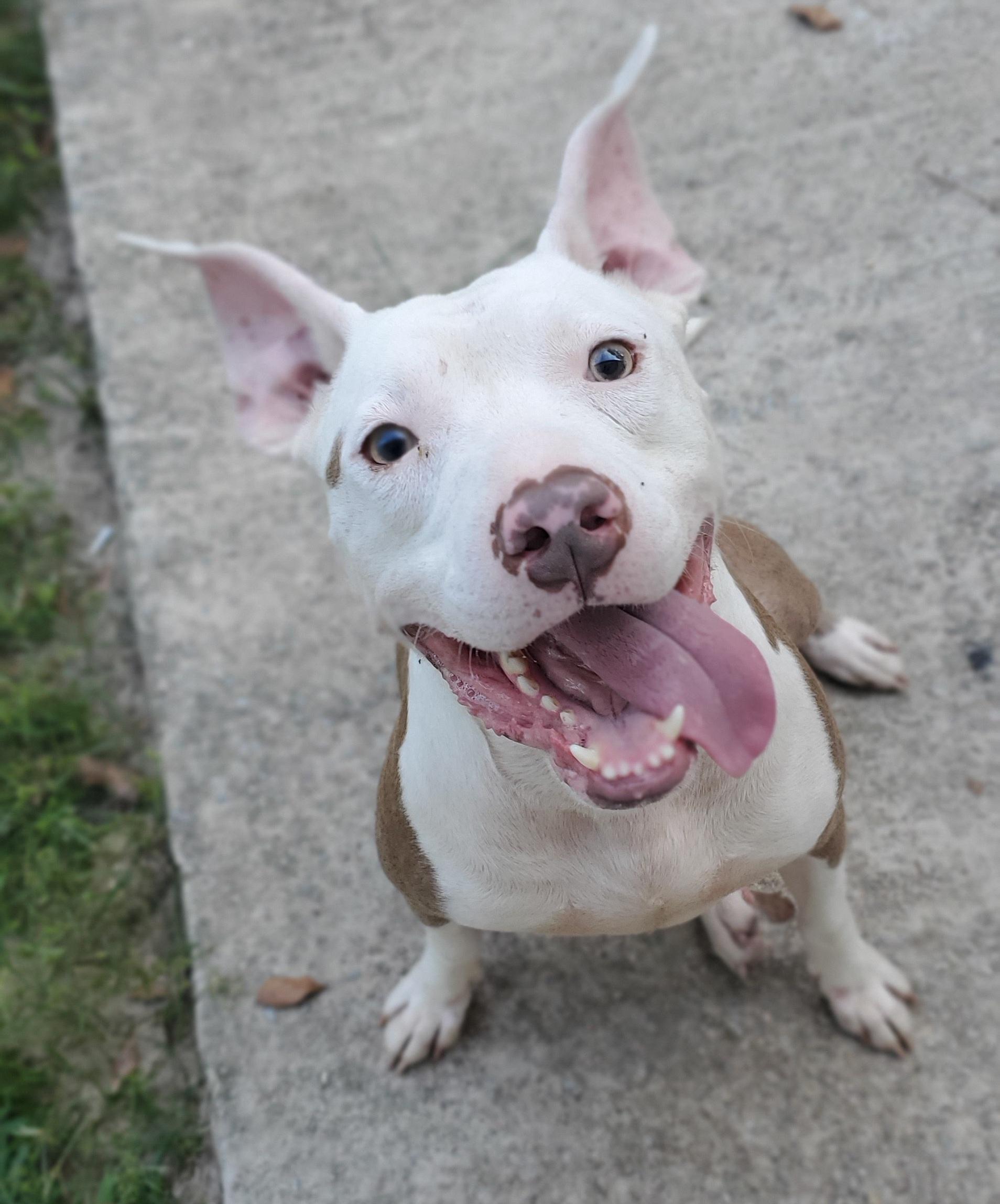 Marley, a Adoptable Pit Bull Terrier in Atlanta , GA image 6/6