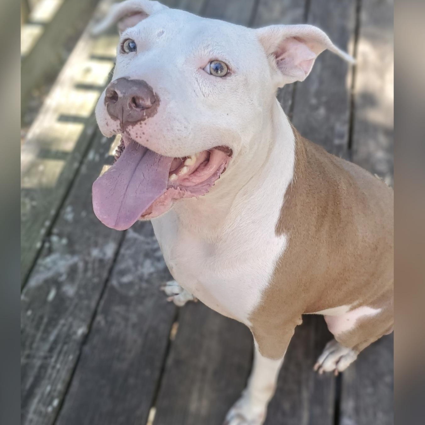 Enlarge Marley, a Adoptable Pit Bull Terrier in Atlanta , GA image 3/6