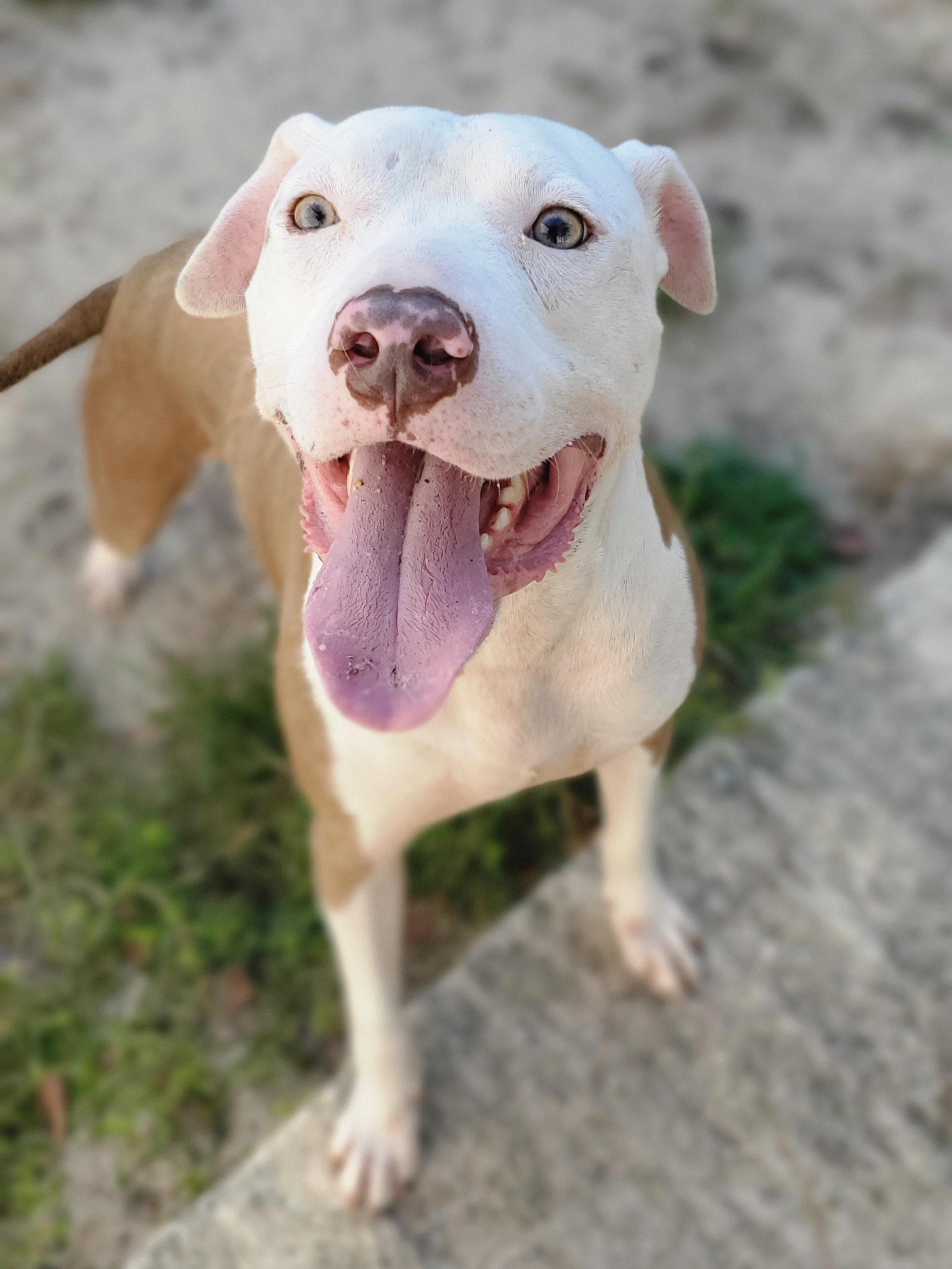 Marley, a Adoptable Pit Bull Terrier in Atlanta , GA image 1/6