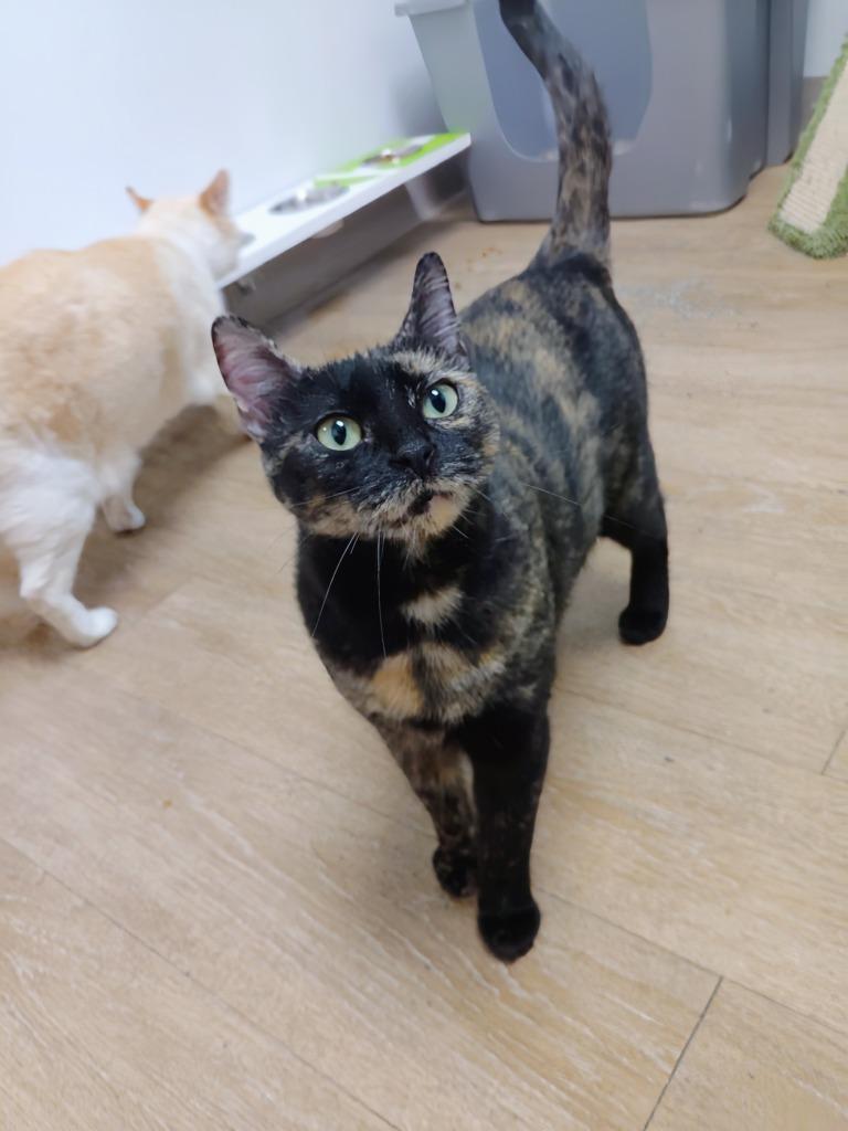 Enlarge Lucy, a Adoptable mixed breed in Corpus Christi, TX image 1/1