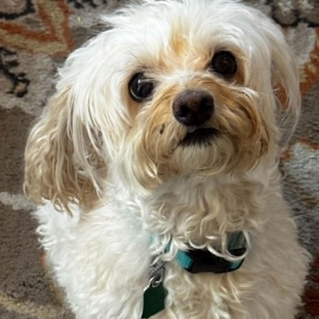 Enlarge Kaylee, a ADOPTABLE Cockapoo in Cherry Hill, NJ image 4/6