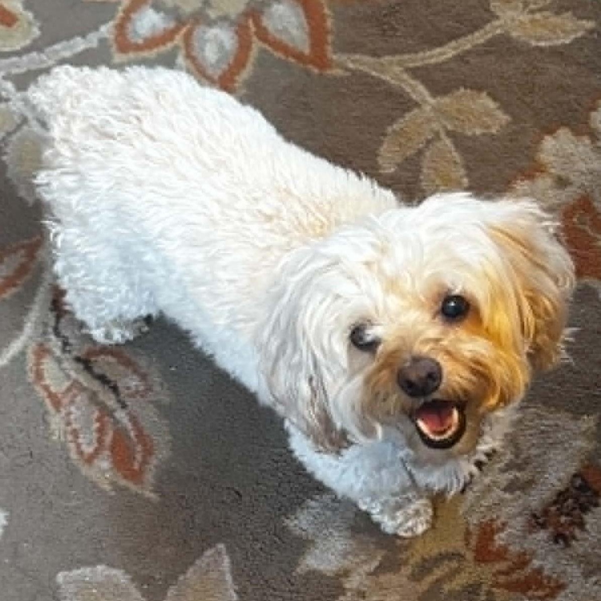 Kaylee, ADOPTABLE, Adult Female Cockapoo.