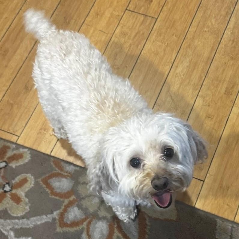 Kaylee, a ADOPTABLE Cockapoo in Cherry Hill, NJ image 6/6