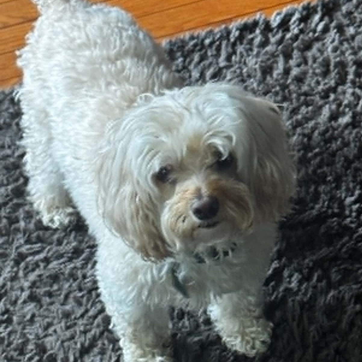 Kaylee, a ADOPTABLE Cockapoo in Cherry Hill, NJ image 5/6