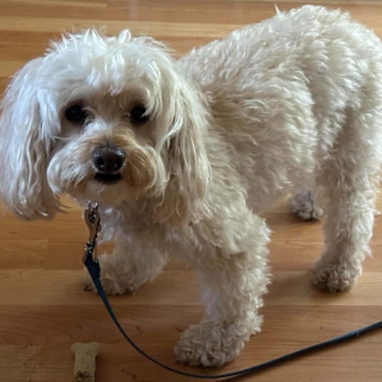 Kaylee, a ADOPTABLE Cockapoo in Cherry Hill, NJ image 3/6