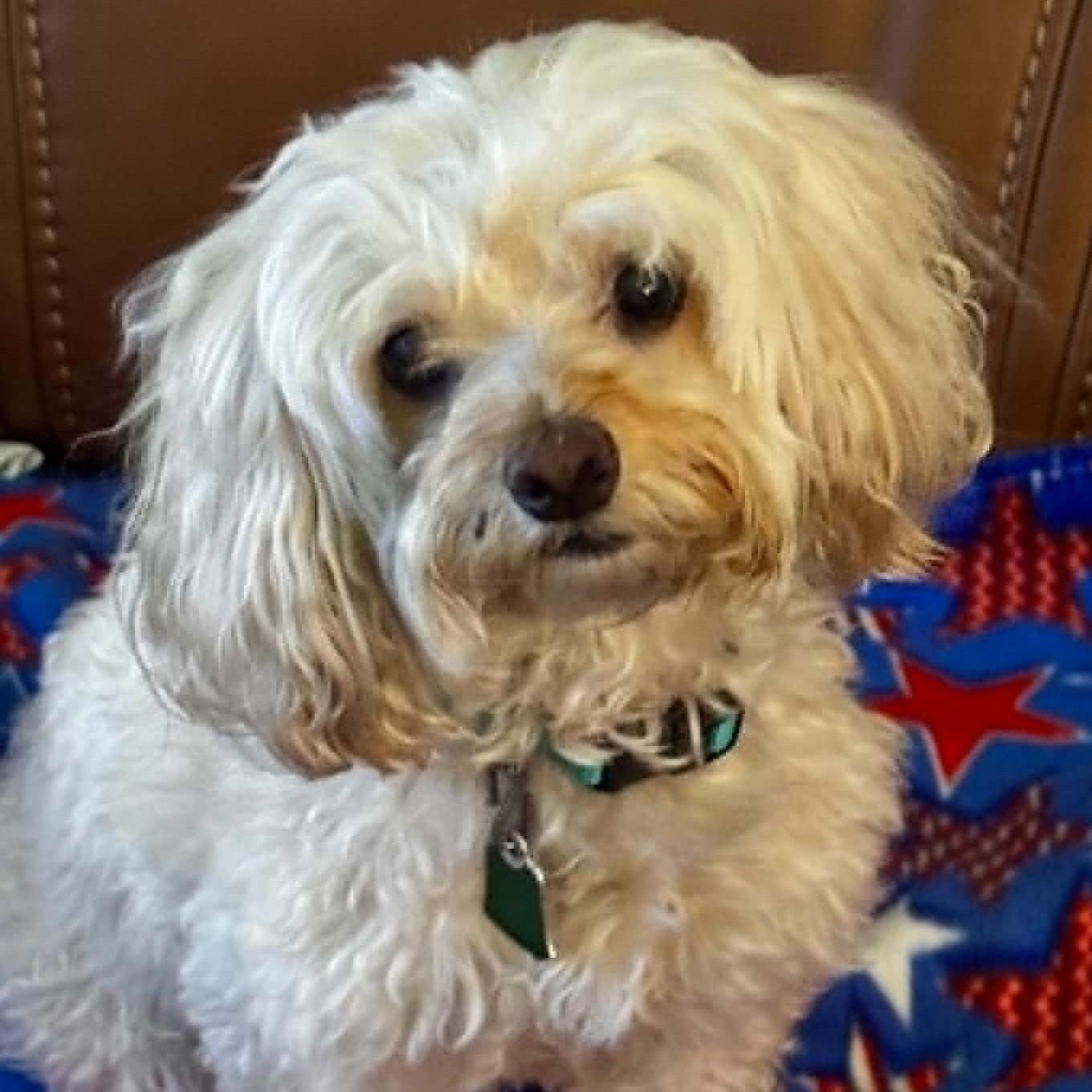 Kaylee, a ADOPTABLE Cockapoo in Cherry Hill, NJ image 2/6