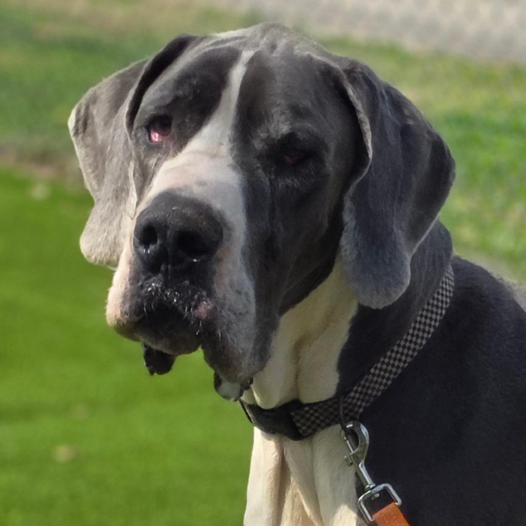 Enlarge Levi, a Adoptable Great Dane in Huntsville, AL image 1/5